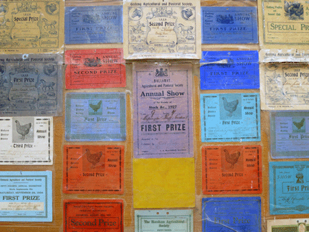 chooks[c]alphabetcitypress