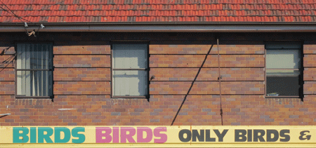 birdsbirds[c]alphabetcitypress