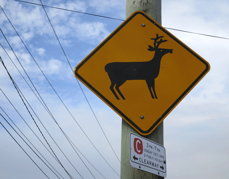 reindeer[c]alphabetcitypress