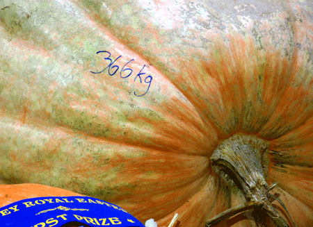 pumpkin[c]alphabetcitypress