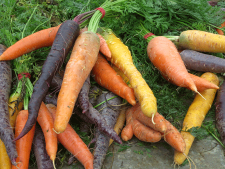 carrots[c]alphabetcitypress