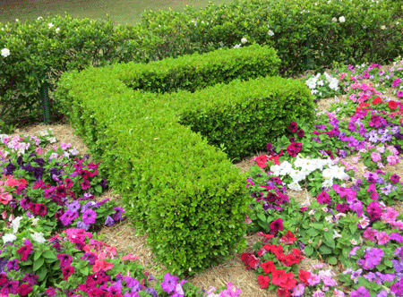 greenf[c]alphabetcitypress