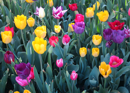 tulips[c]alphabetcitypress