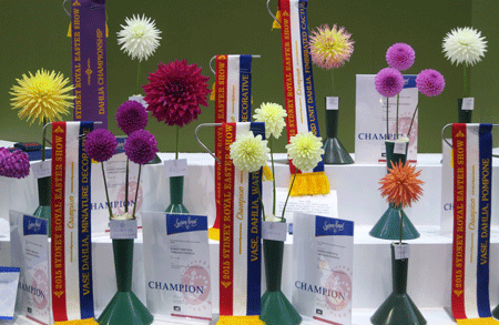 dahlias[c]alphabetcitypress