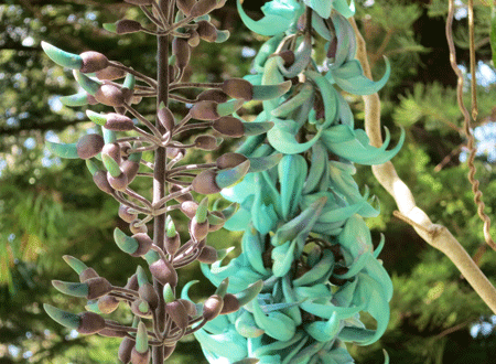 aquaflower[c]alphabetcitypress