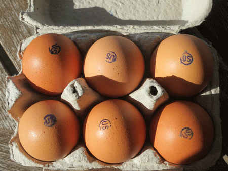 USeggs[c]alphabetcitypress