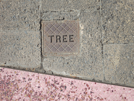 tree[c]alphabetcitypress