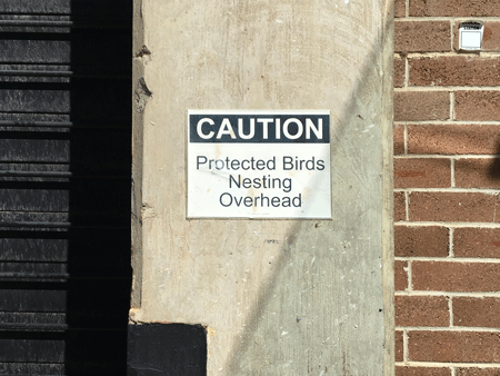 protectedbirds[c]alphabetcitypress